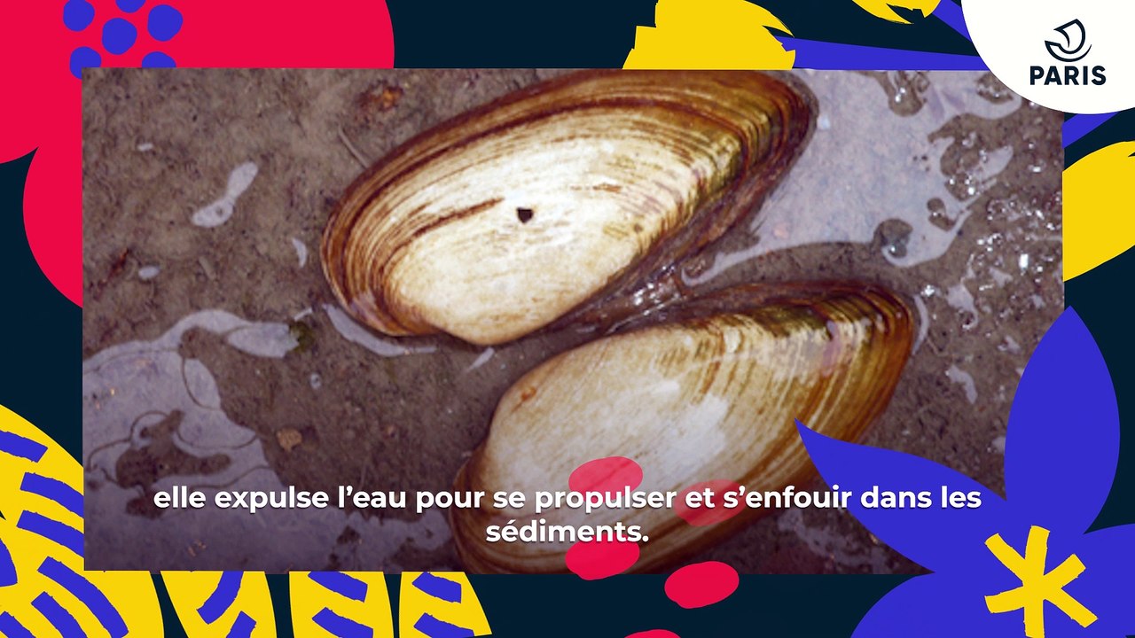 La Mulette des peintres  | Brèves de nature sauvage à Paris | Paris Podcast