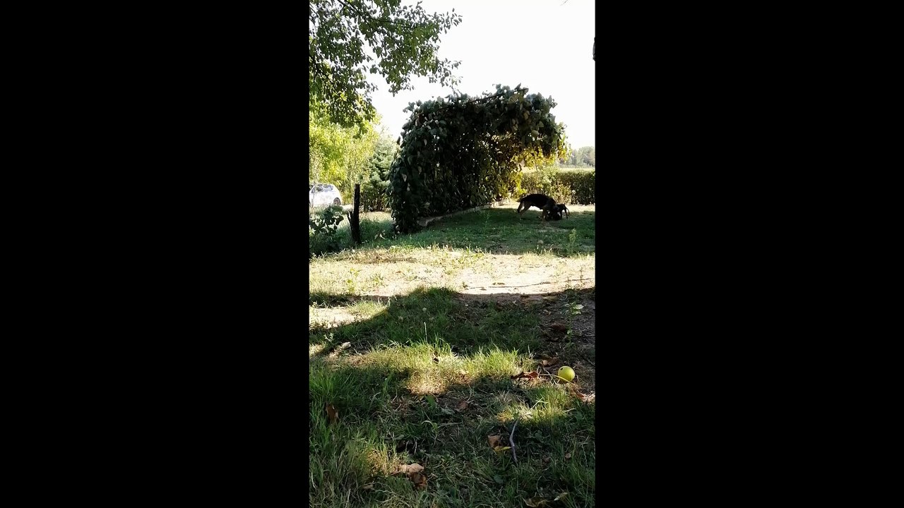 Mom Playing With Her Puppies