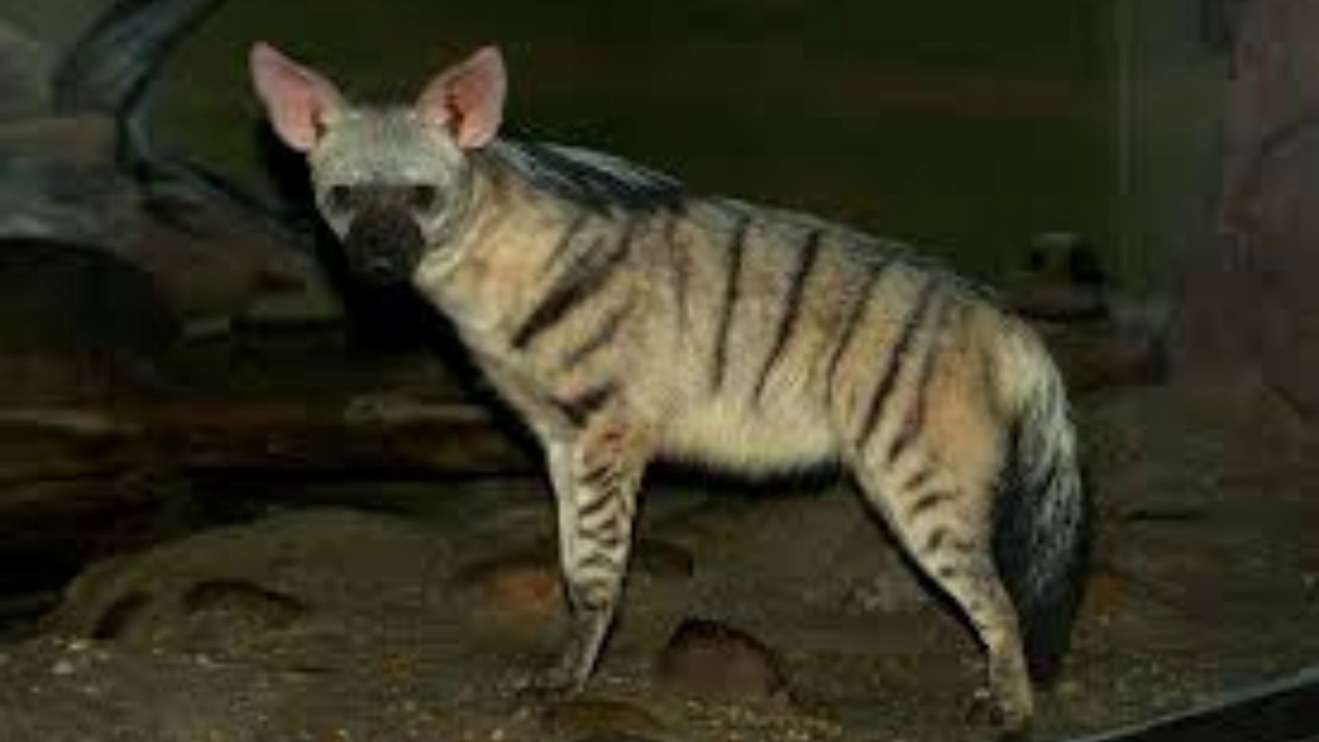 ⁣An animal member of the hyena family aardwolf -sırtlan ailesinin bir üyesi hayvanı yer kurdu