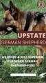 Upstate German Shepherds Are German Shepherds Good Family Dogs?