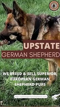 Upstate German Shepherds Are German Shepherds Good Family Dogs?