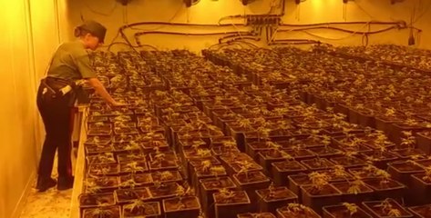 Pomezia (RM) - Scoperte due maxi piantagioni di cannabis: 11 arresti (07.07.22)