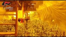 Andria: scoperta una coltivazione illecita di marijuana. Arrestato 34enne titolare di azienda agricola - Video