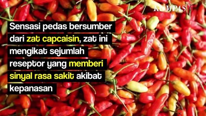 Mengapa Sensasi Pedas Bisa Bikin Ketagihan?