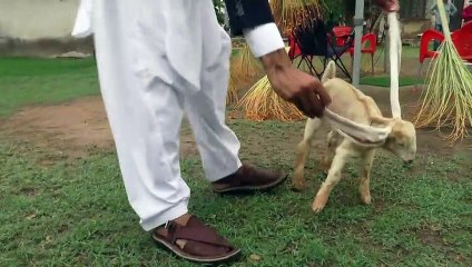 Pakistan: un chevreau aux très longues oreilles enflamme les réseaux sociaux