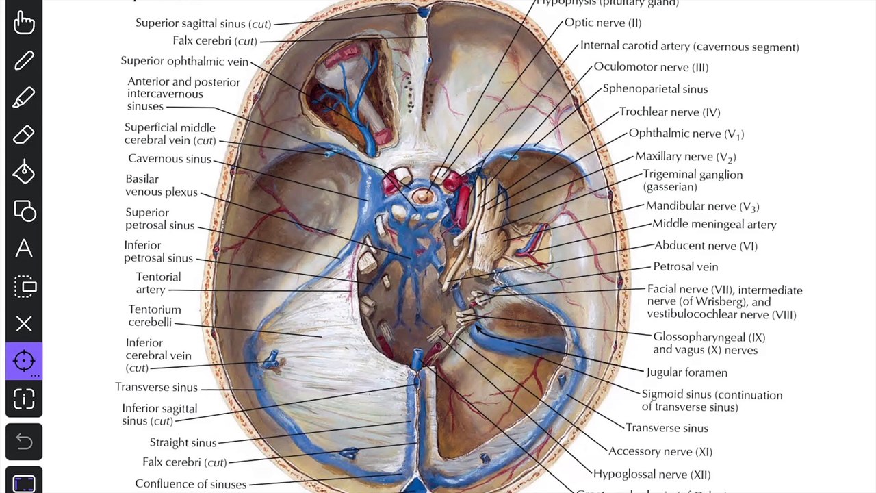 Pituitary gland  (Hypophysis Cerebri) Anatomy