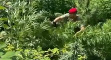 Castellammare di Stabia (NA) - Trovate 300 piante di cannabis sui Monti Lattari: un arresto (07.07.22)