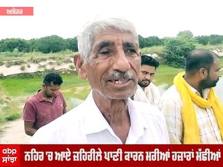 ਨਹਿਰ 'ਚ ਆਏ ਜ਼ਹਿਰੀਲੇ ਪਾਣੀ ਕਾਰਨ ਮਰੀਆਂ ਹਜ਼ਾਰਾਂ ਮੱਛੀਆਂ, ਬਾਗਬਾਨਾਂ ਕਿਸਾਨਾਂ ਤੇ ਪਿੰਡ ਵਾਸੀਆਂ 'ਚ ਰੋਸ