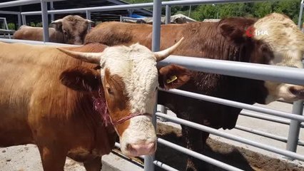 Karabük'te hayvan pazarında gözler Arefe gününde