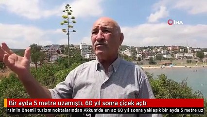 Agave bitkisi: Bir ayda 5 metre uzamıştı, 60 yıl sonra çiçek açtı