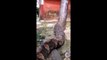 Ce brésilien a un visiteur un peu flippant... énorme anaconda