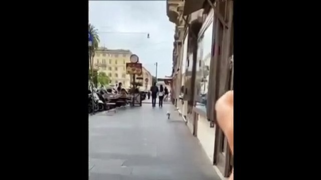 Une mouette vraiment affamée...