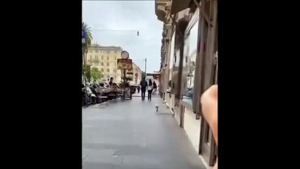 Une mouette vraiment affamée...