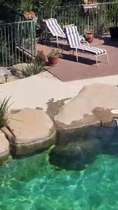 Bears Having a Pool Party