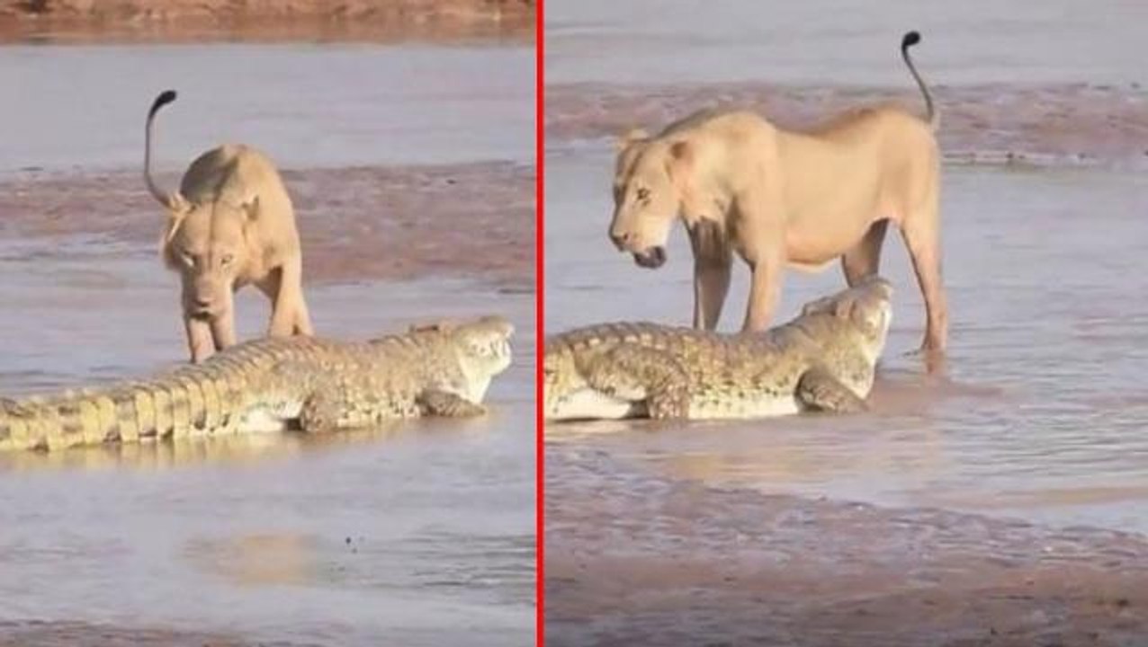 Timsah ve aslan sığ suda karşı karşıya geldi! İşte doğanın iki kabadayısının kavgası
