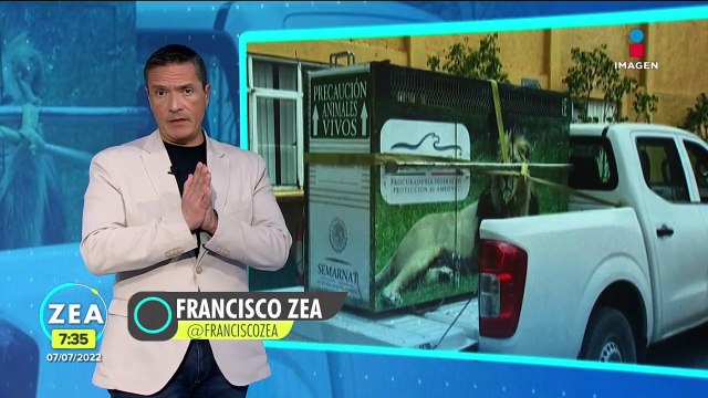 Aseguran a felinos del santuario Black Jaguar White Tiger en el Ajusco