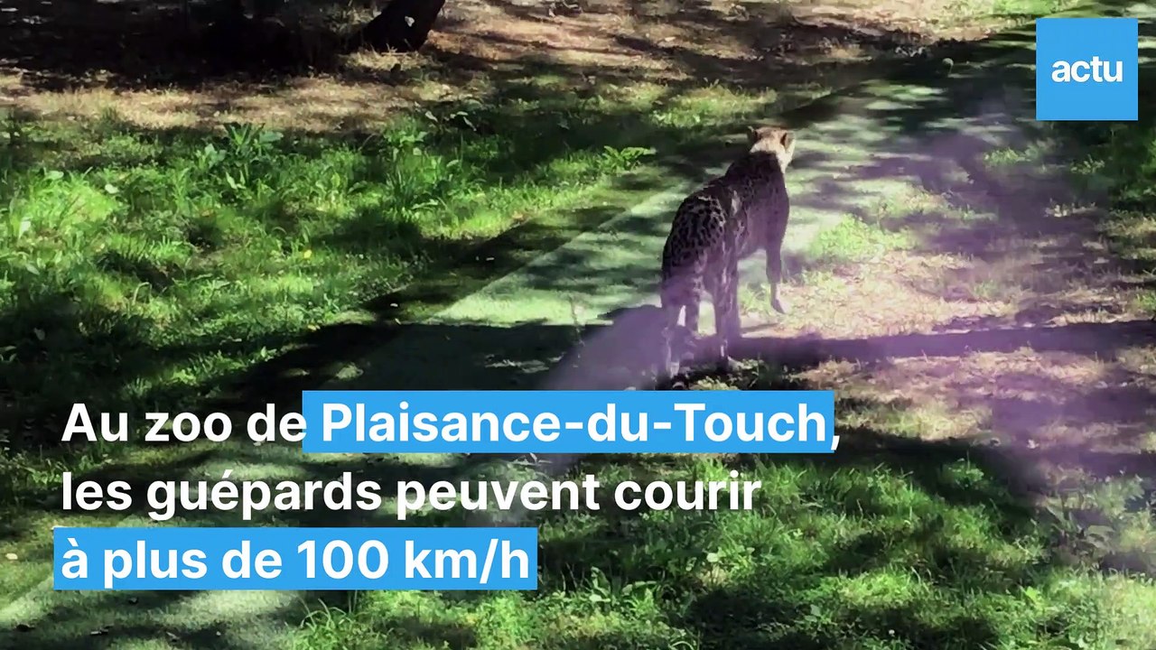 L'entraînement  des guépards du zoo de Plaisance-du-Touch