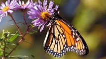 Leve mejoría registró población de mariposas monarca