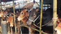 Exclusive Story: Investigation of animal smuggling from Bangladesh | India Chahta Hai (7 July 2022)