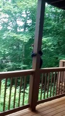 Black Bear Cub Takes a Dip in Hot Tub