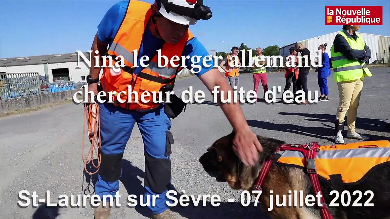 VIDEO.Niort : Nina, le berger allemand chercheur de fuites d'eau