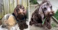 Angleterre : un refuge recueille et soigne deux chiennes recouvertes de plaques d'eczéma