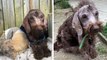 Angleterre : un refuge recueille et soigne deux chiennes recouvertes de plaques d'eczéma