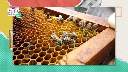 El mito de la abeja africana - Almohadazo Casero