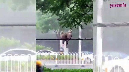 Kumruların birbirlerine desteği yürekleri ısıttı