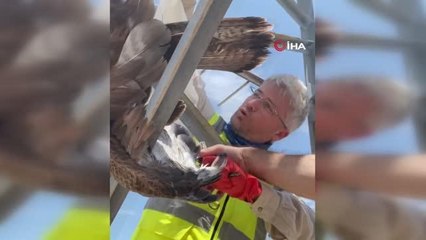 Enerji hattında mahsur kalan kızıl şahin, arkeologlar tarafından kurtarıldı