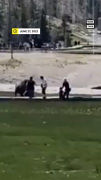 Yellowstone National Park Bison Gores Man