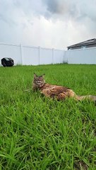 Jinx the Mainecoon Cat Chattering at Small Birds