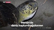 Deniz kaplumbağaları Mersin'e yumurta bırakmaya başladı
