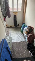 Leo the Cat Helps with the Mail