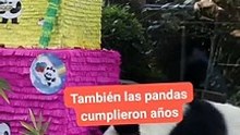 24 Horas Chapultepec celebra 99 años y los cumpleaños de sus pandas