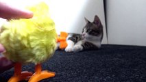 Intelligent Little Cat Is Curious About the Toy Chicken
