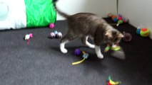 Kitten Carries Toy in His Teeth Like a Dog