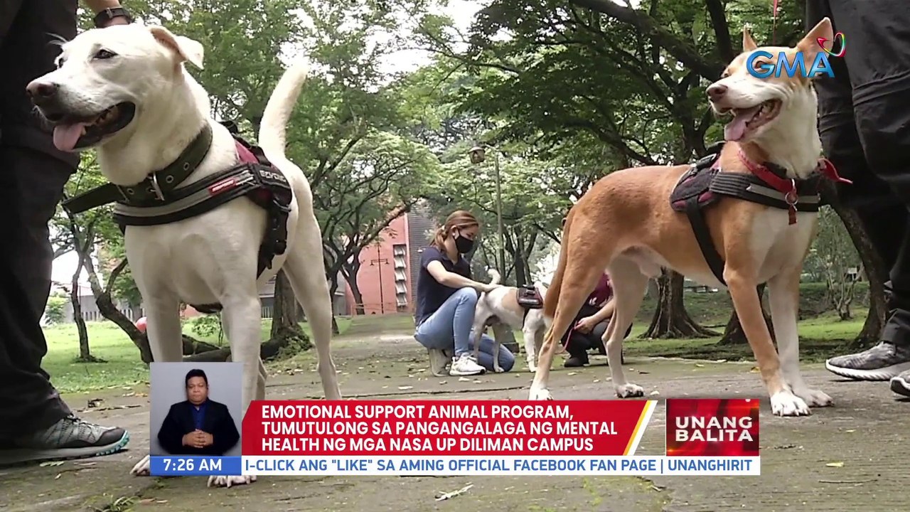 Emotional Support Animal Program, tumutulong sa pangangalaga ng mental health ng mga nasa UP Diliman Campus | UB