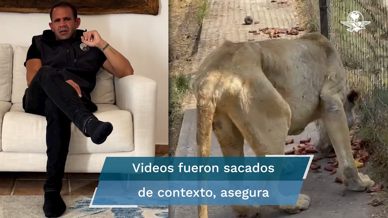 Fundador de Black Jaguar-White Tiger dice que “así le llegaron” los animales por videos de maltrato