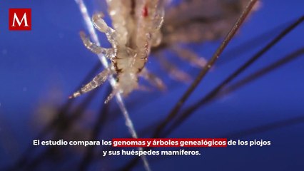 Los piojos probablemente se remontan a 90 o 100 millones de años