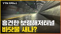 [자막뉴스] 보령해저터널 상황 심각해졌다...도로 전체가 '흥건' / YTN