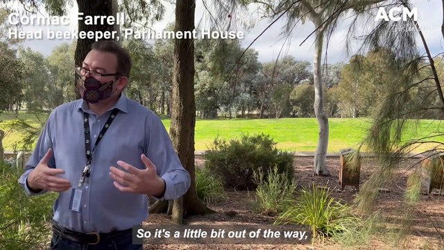 Parliament House beekeeper Cormac Farrell on the impact of the varroa mite | July 8, 2022 | Canberra Times