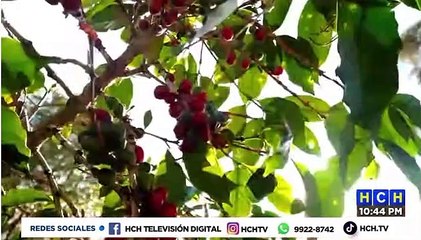 ¡En un 15% ha disminuido la producción de café en Honduras!
