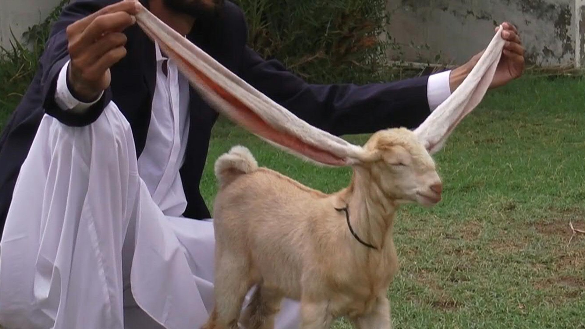 ⁣Simba the goat from Pakistan is a kid with some of the largest ears in the world