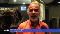 Descubren en Argentina nueva especie de dinosaurio de enorme cabeza y pequeños brazos