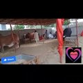 Eid UL Adha Qurbani kay Janwar