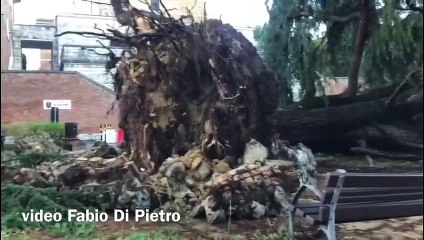 Siena, il maltempo fa crollare abete secolare
