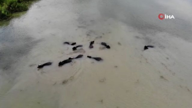 Mandalar Terkos Gölü'nde serinledi