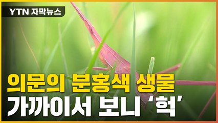 [자막뉴스] 日서 발견된 '돌연변이' 희귀종...국내도 등장 / YTN
