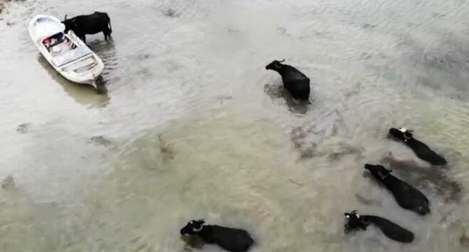 Sıcaktan bunalan mandalar Terkos Gölü’nde serinliyor
